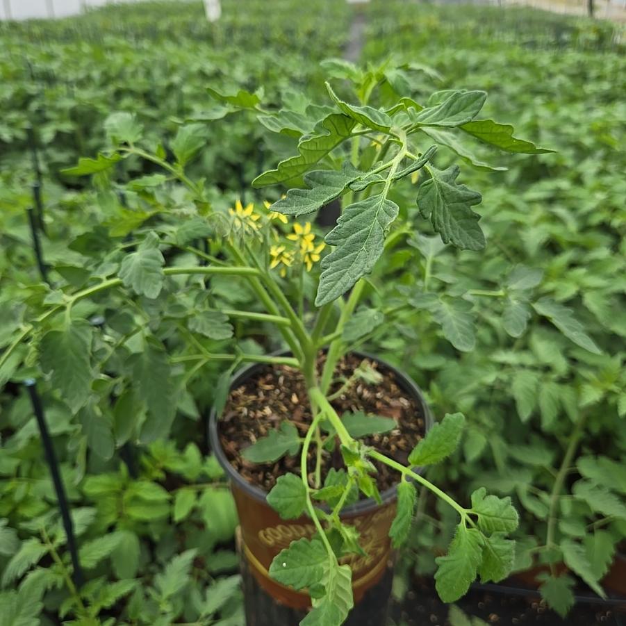 Tomato 'Red Profusion'
