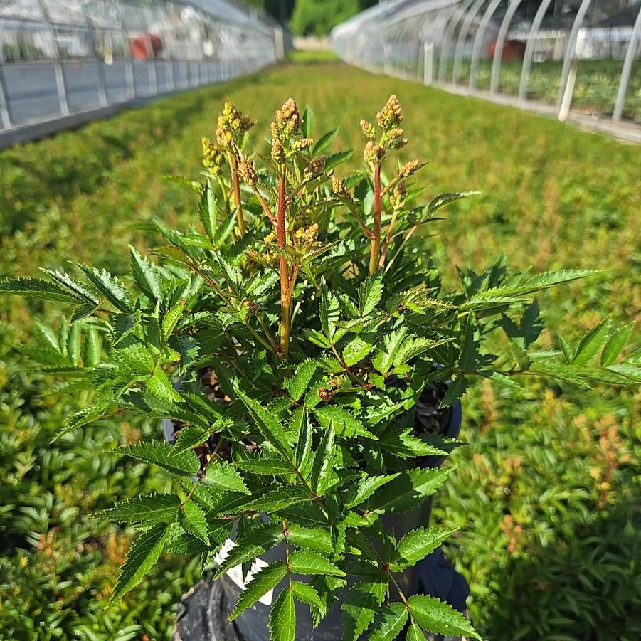 Astilbe x Younique™ 'Silvery Pink'