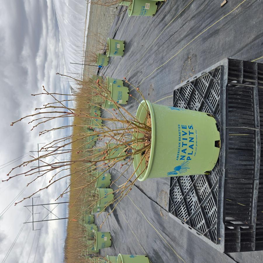 Vaccinium corymbosum 'Northland'