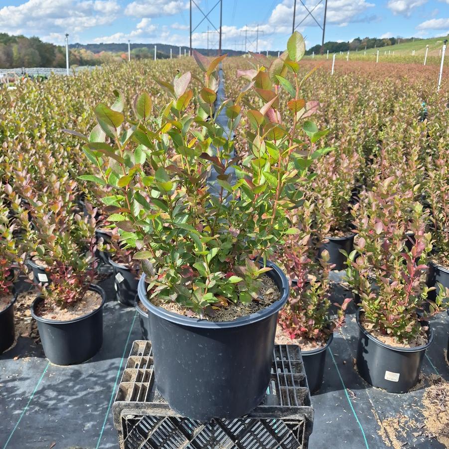 Vaccinium corymbosum 'Polaris'