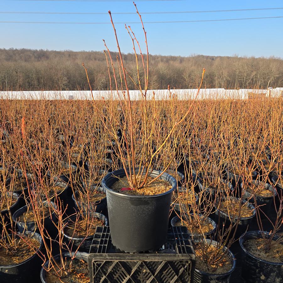 Vaccinium corymbosum 'Blueray'