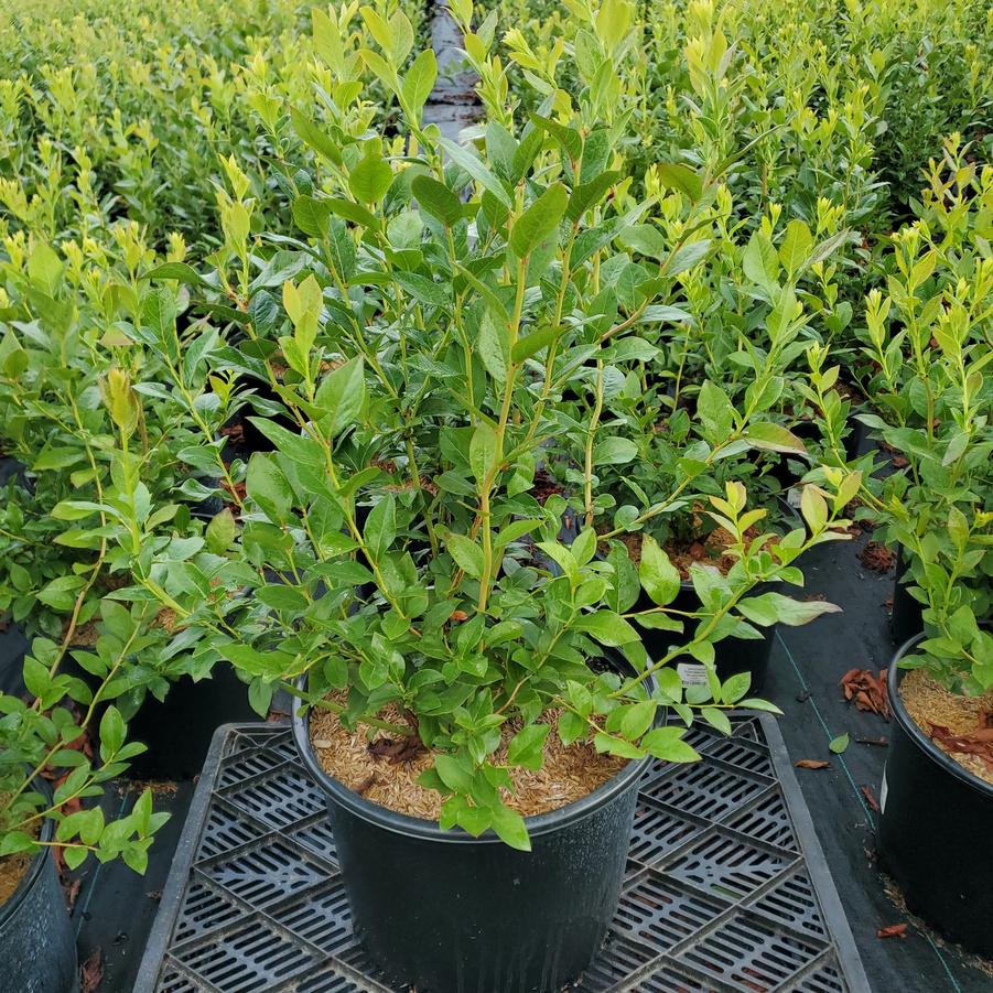 Vaccinium corymbosum 'Bluecrop'