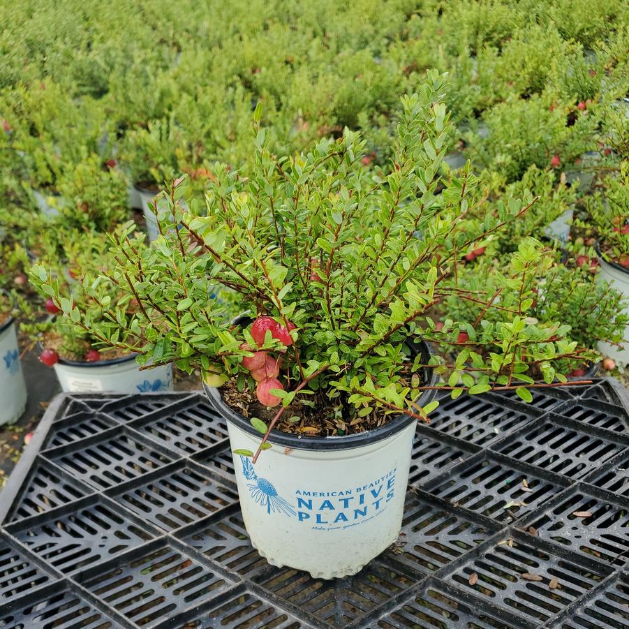 Vaccinium macrocarpon 'Pilgrim'