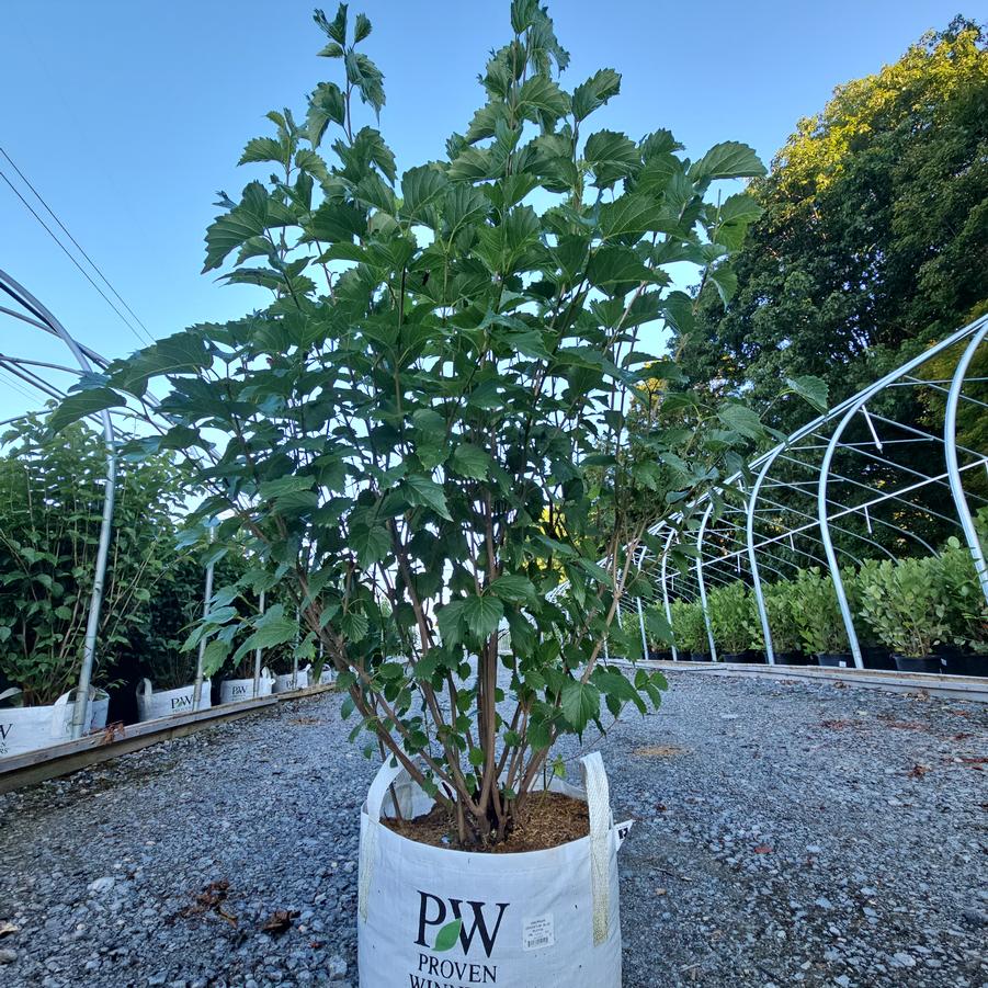 Viburnum dentatum Blue Muffin®