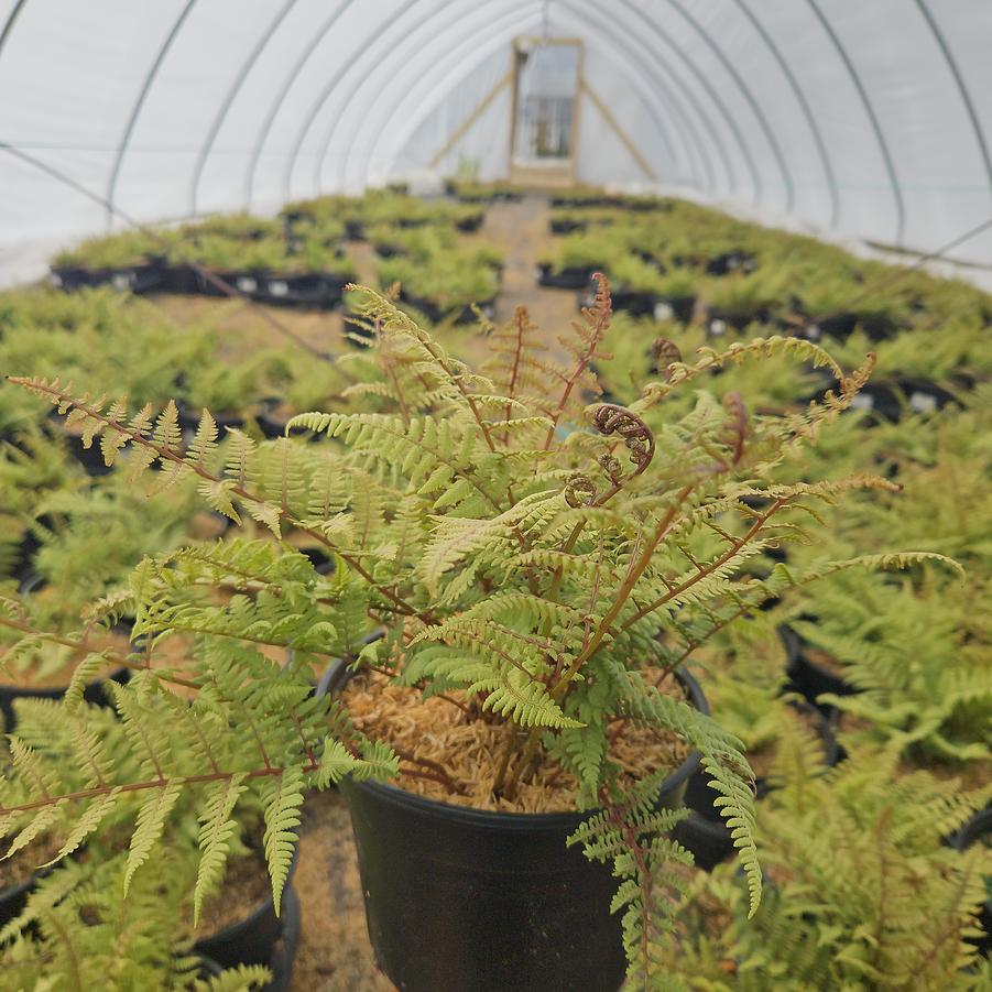 Athyrium x 'Ghost'