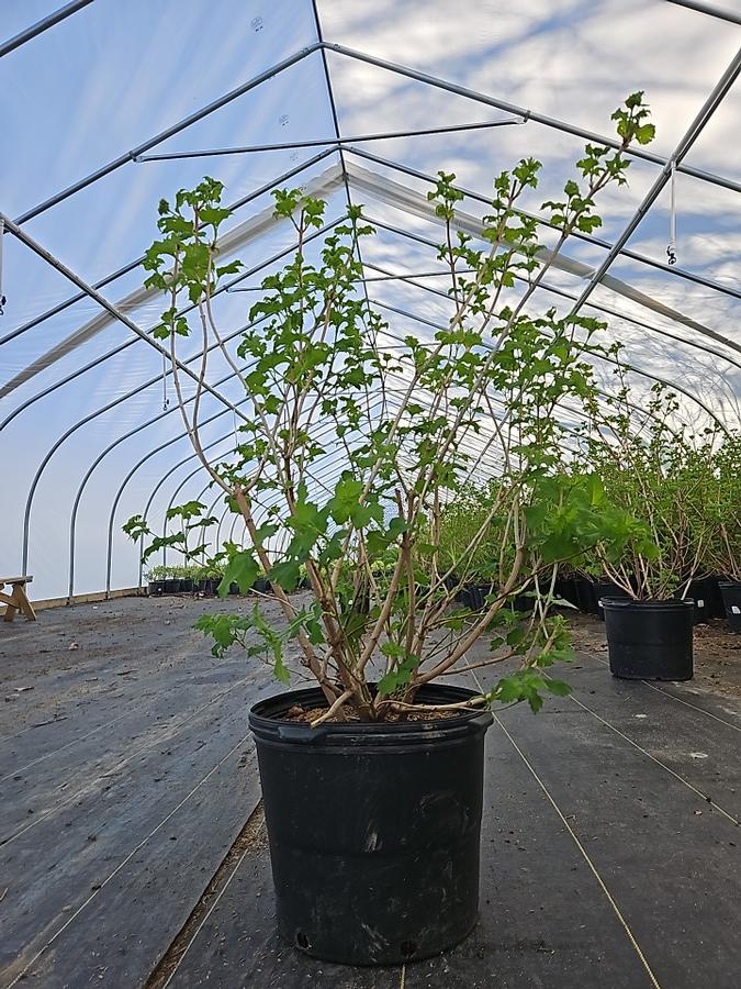 Viburnum opulus 'Roseum'