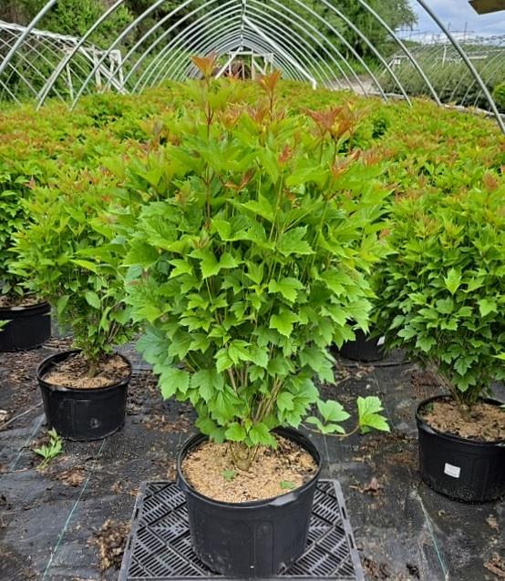 Viburnum trilobum 'Baileys Compactum'