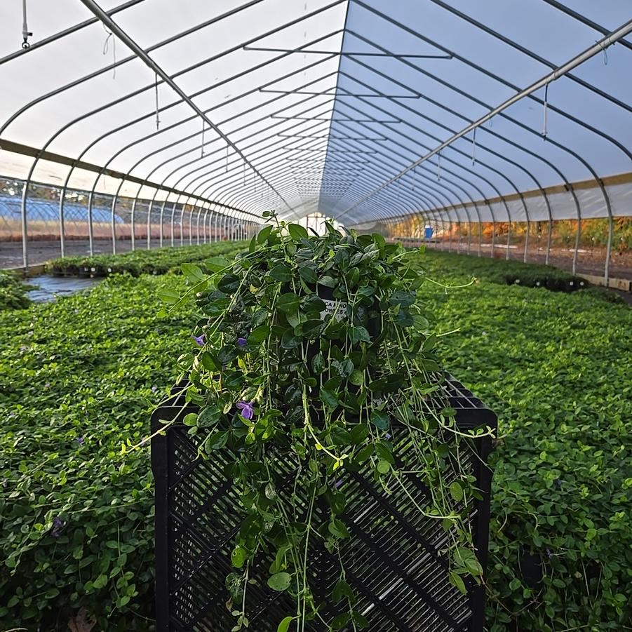 Vinca minor 'Bowles'