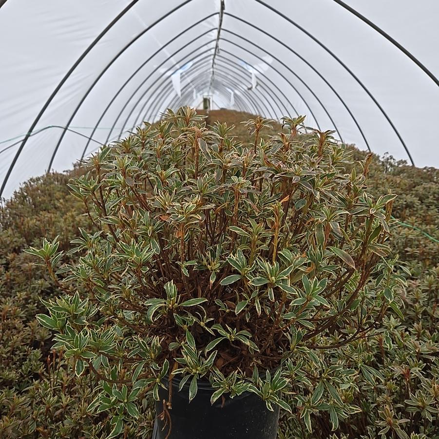 Azalea x 'Arctic Rose'