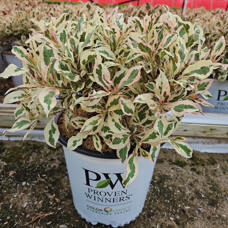 Weigela florida My Monet®