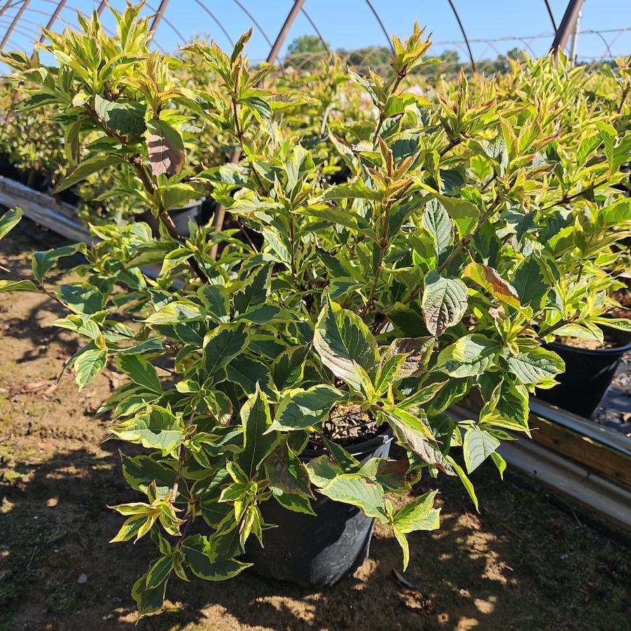 Weigela florida Variegata