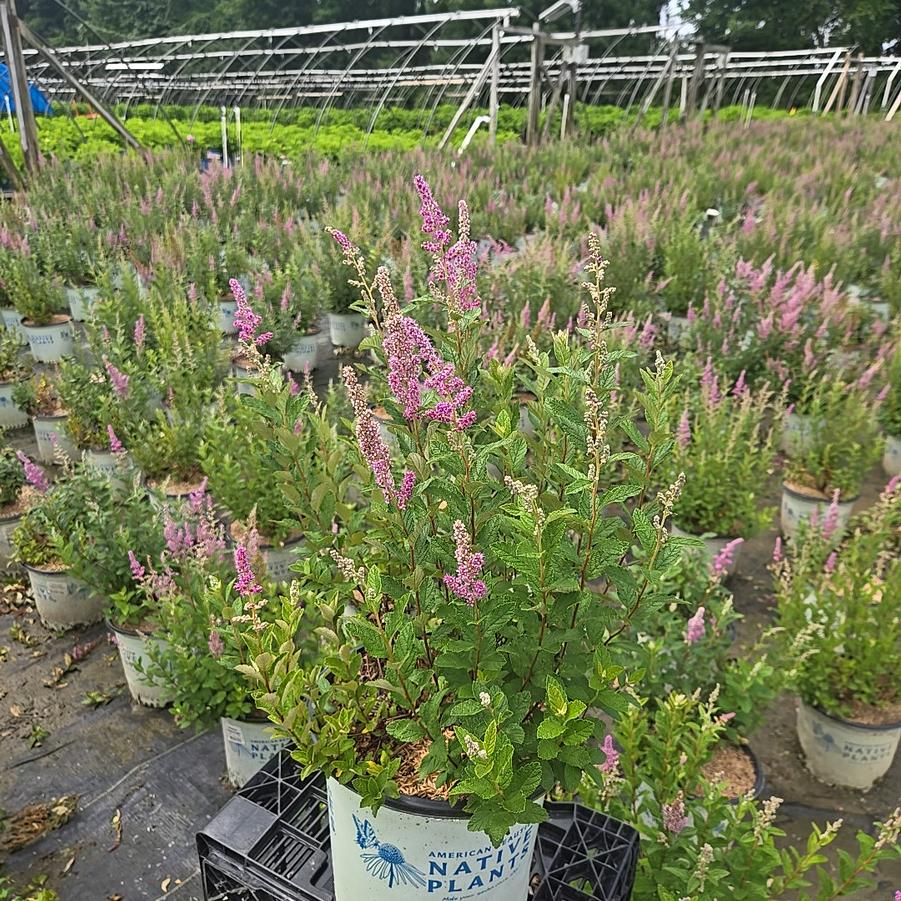Spiraea tomentosa 