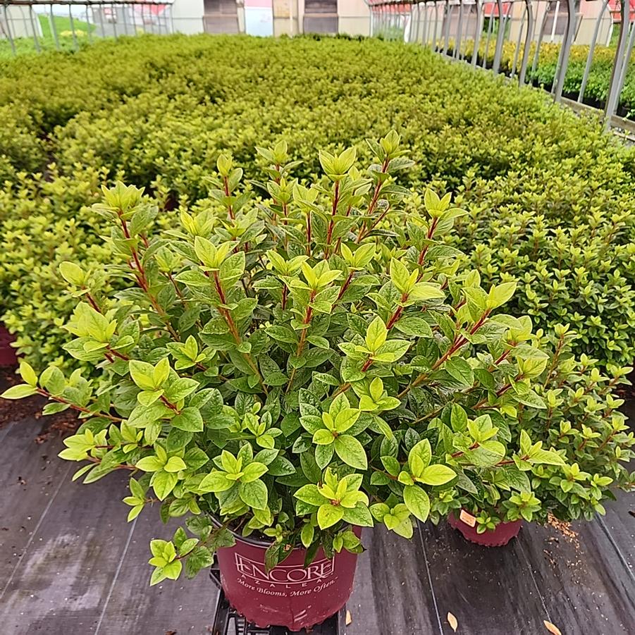 Azalea x Encore® Autumn Carnation®