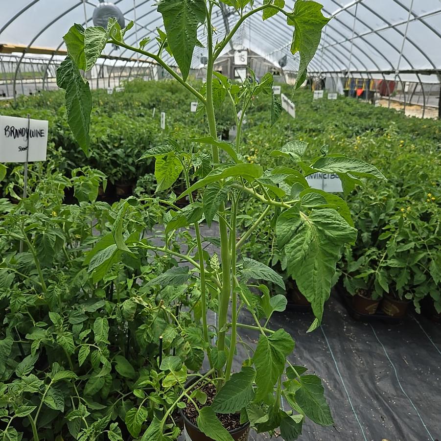 Tomato Brandywine