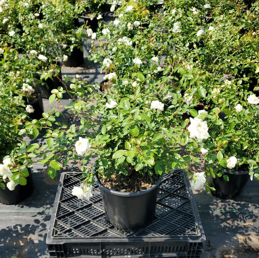 Rosa 'White Dawn'