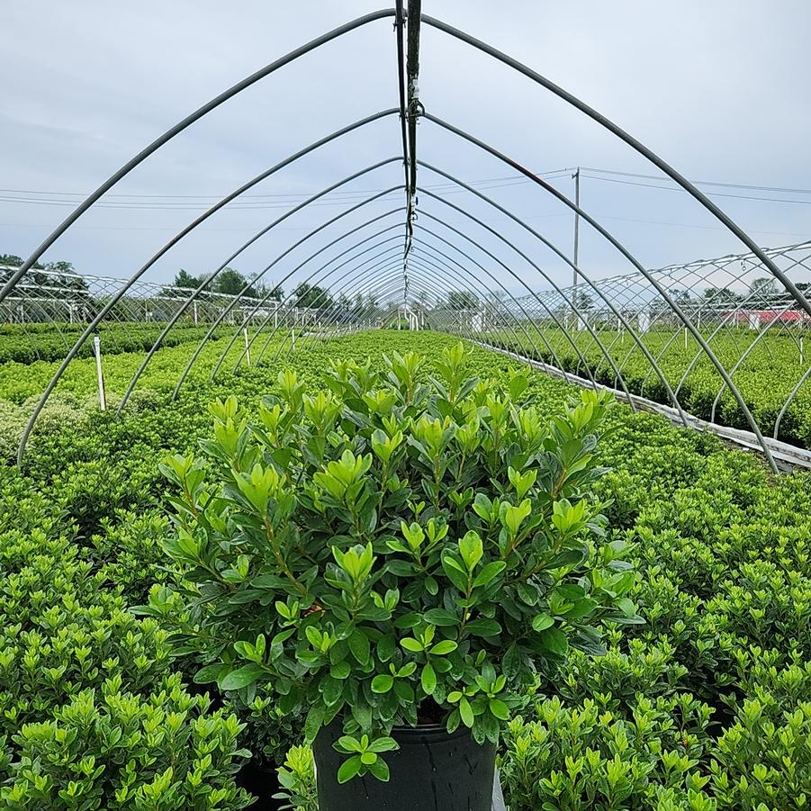 Azalea x 'Girard's Fuchsia'