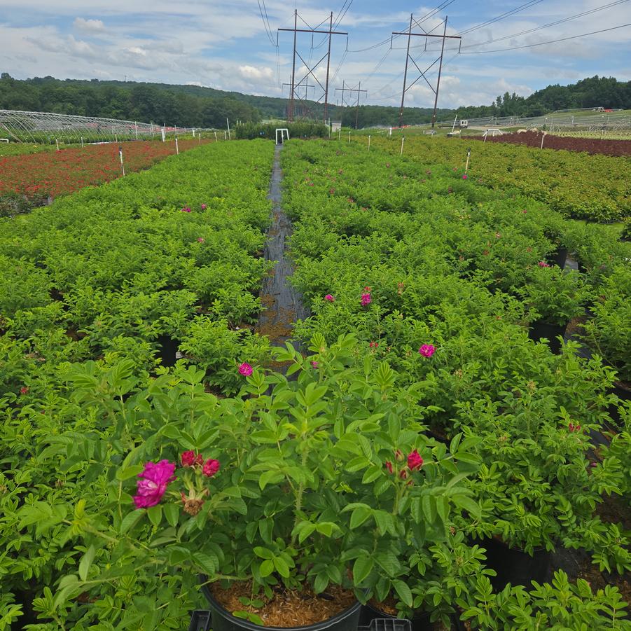 Rosa rugosa 'Purple Pavement'