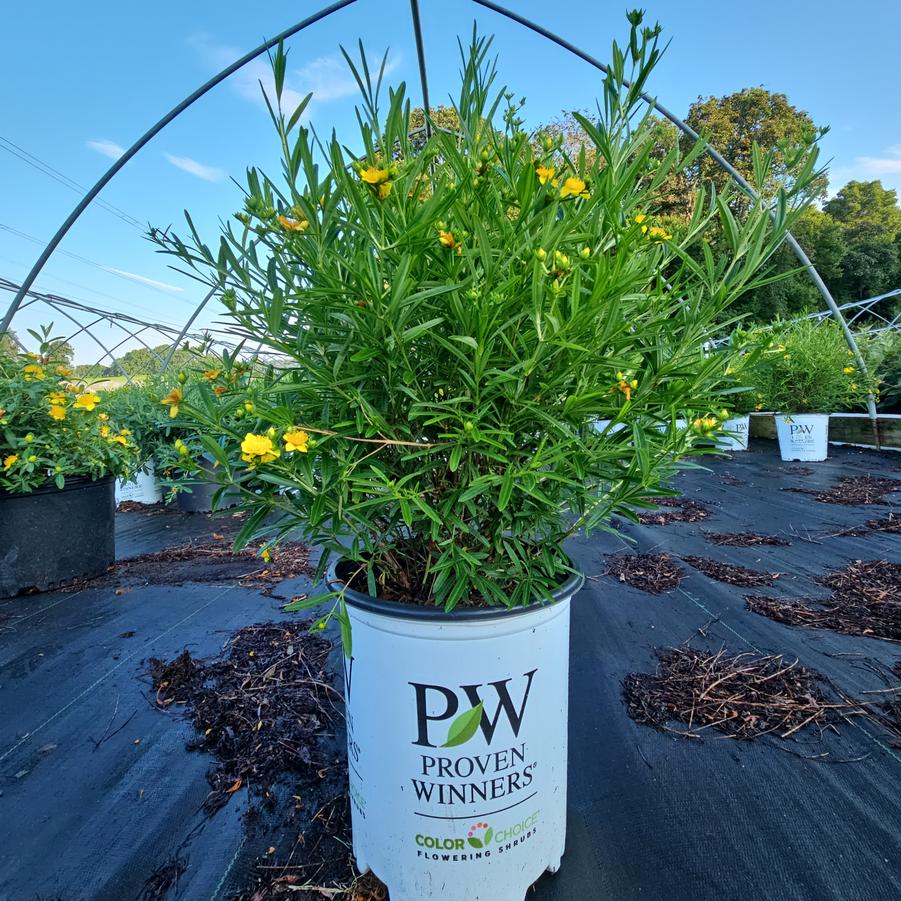 Hypericum X Sunny Boulevard®