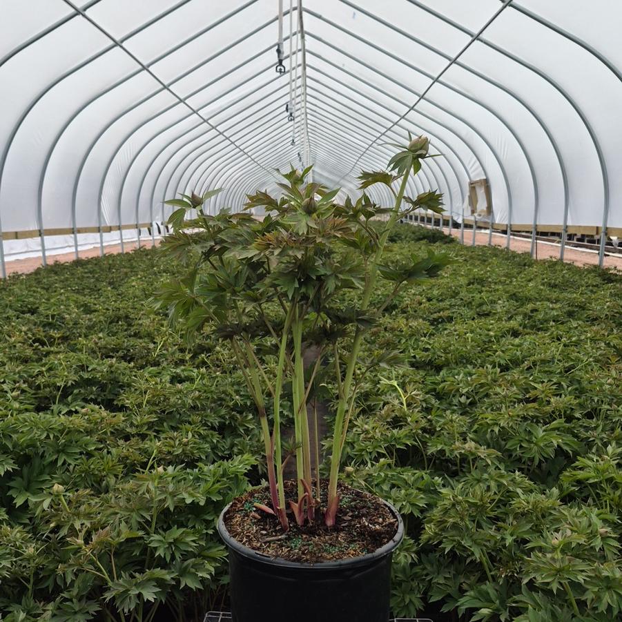 Paeonia x ITOH 'Julia Rose'