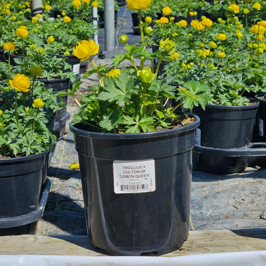 Trollius x cultorum 'Lemon Queen'