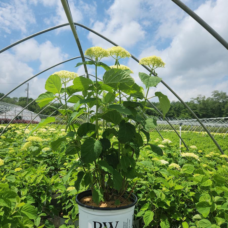 Hydrangea arborescens Incrediball®