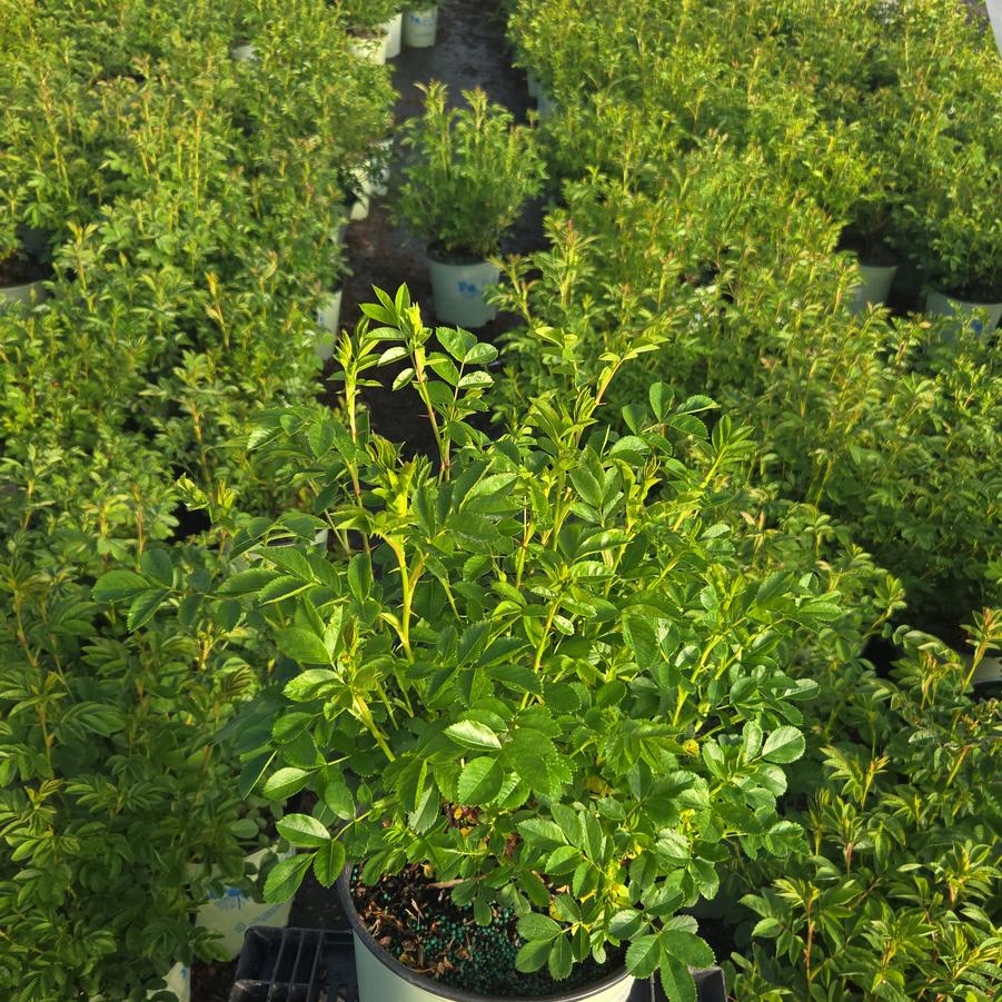 Rosa virginiana 