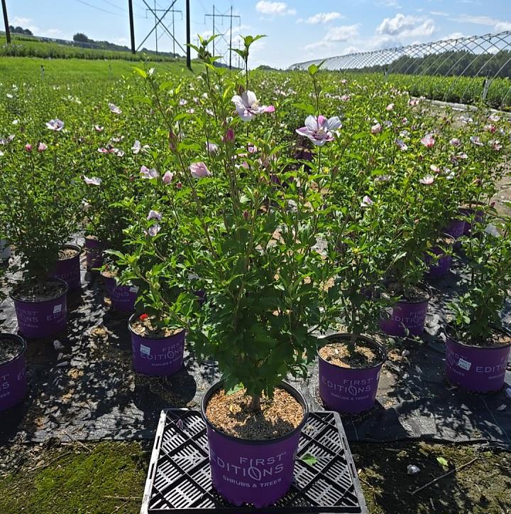 Hibiscus syriacus Fiji™