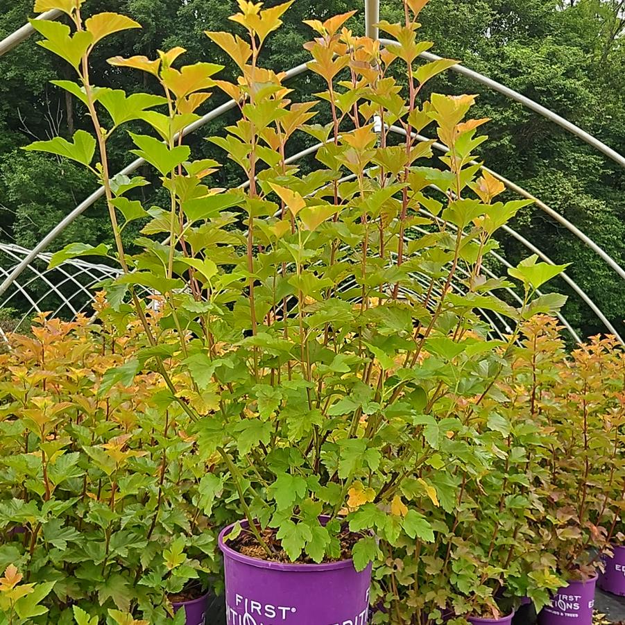 Physocarpus Amber Jubilee™