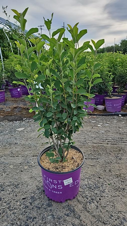 Amelanchier alnifolia Standing Ovation™