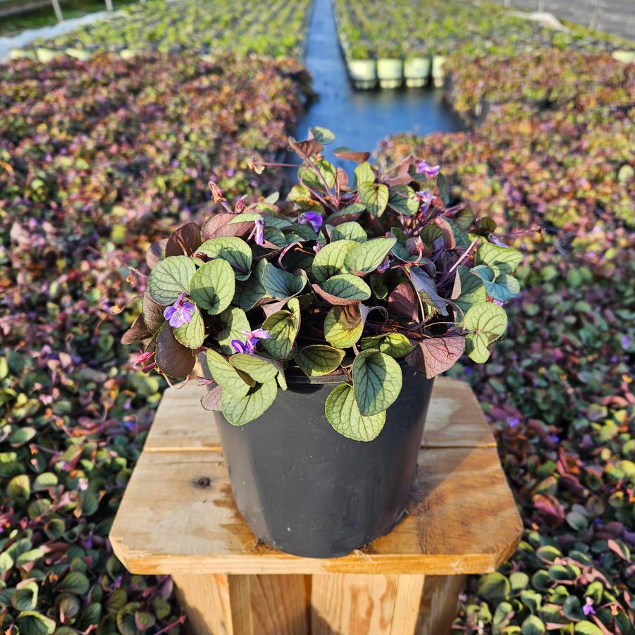 Viola walteri 'Silver Gem'