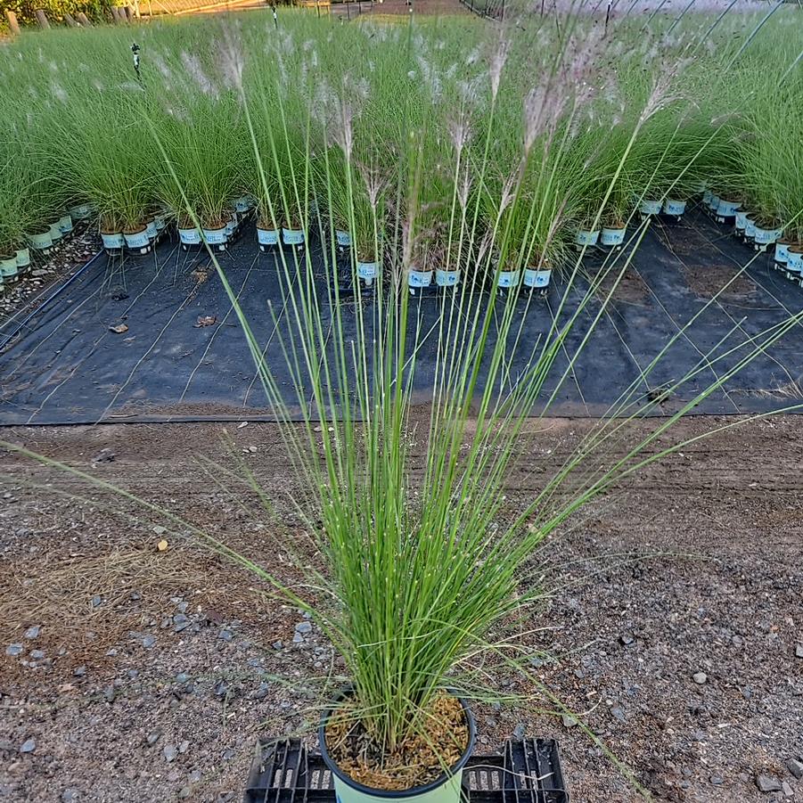 Muhlenbergia capillaris 