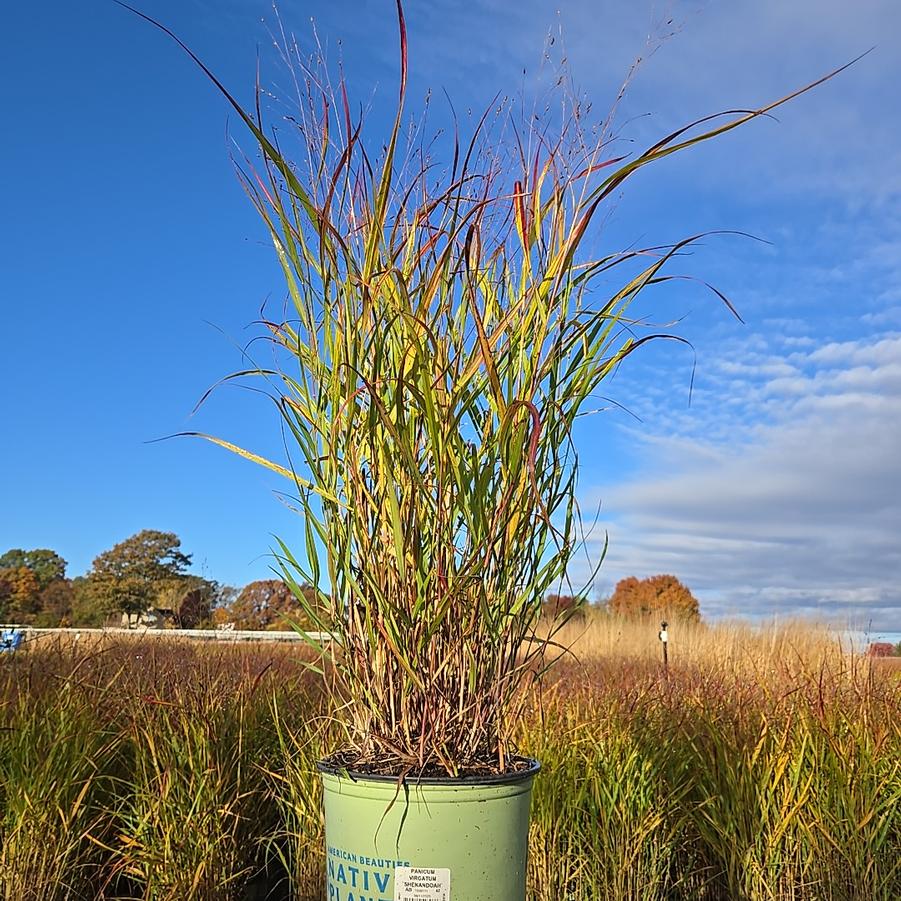 Panicum virgatum Shenandoah