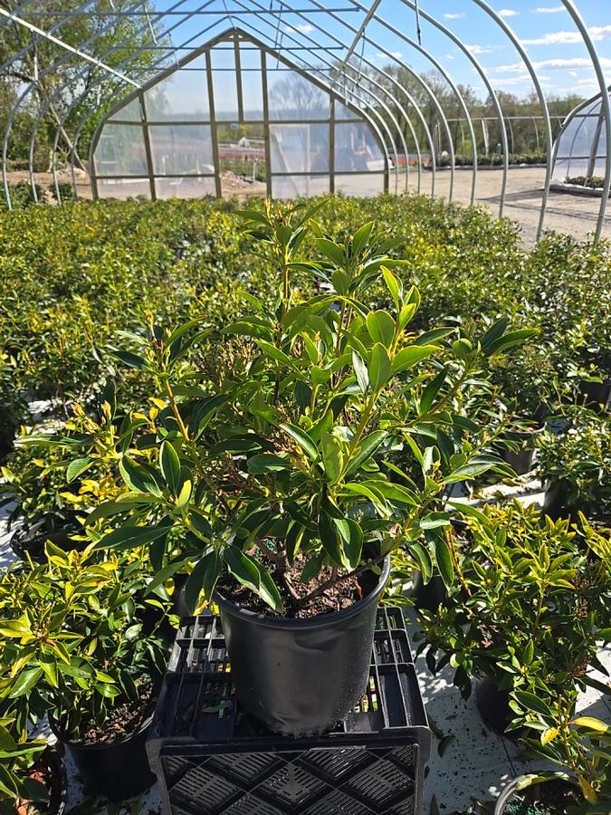 Kalmia latifolia 'Galaxy'