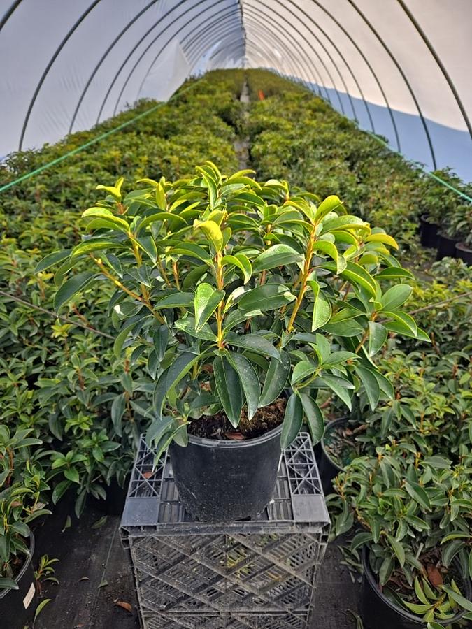 Kalmia latifolia 'Goodshow'
