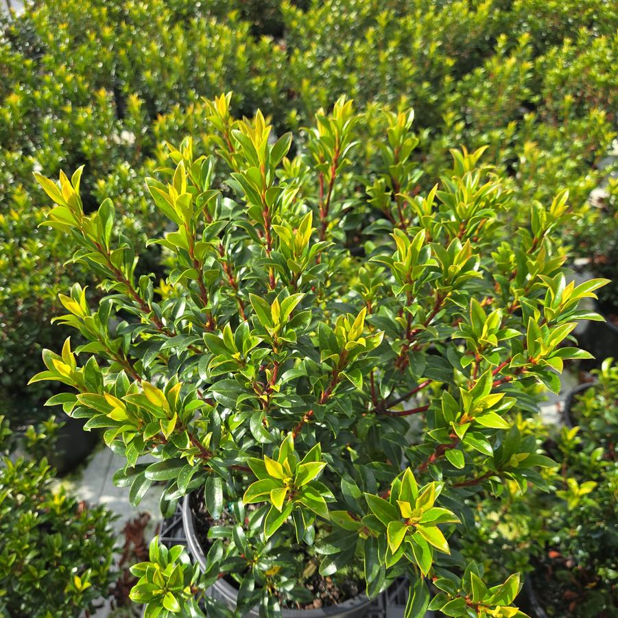 Kalmia latifolia Little Linda