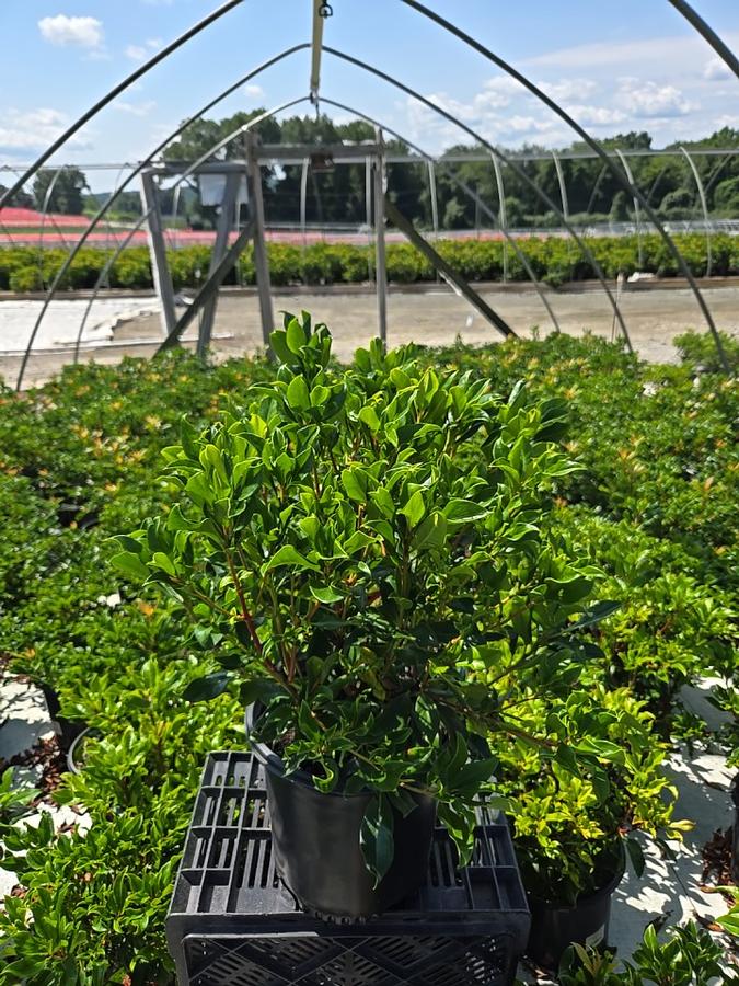 Kalmia latifolia 'Red Bandit'