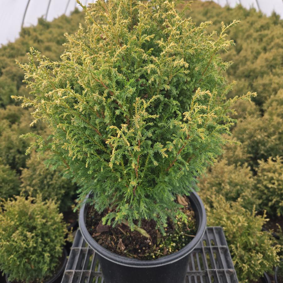 Chamaecyparis pisifera 'Cream Ball'