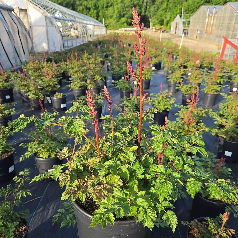 Astilbe chinensis 'Purple Candles'