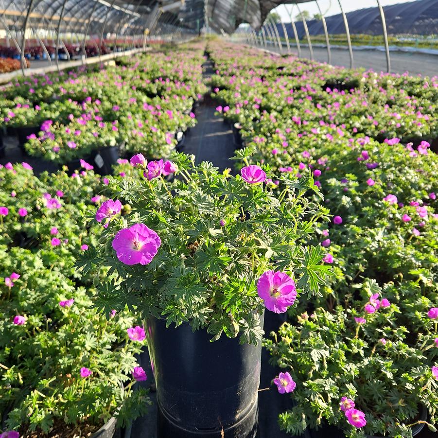 Geranium sanguineum New Hampshire