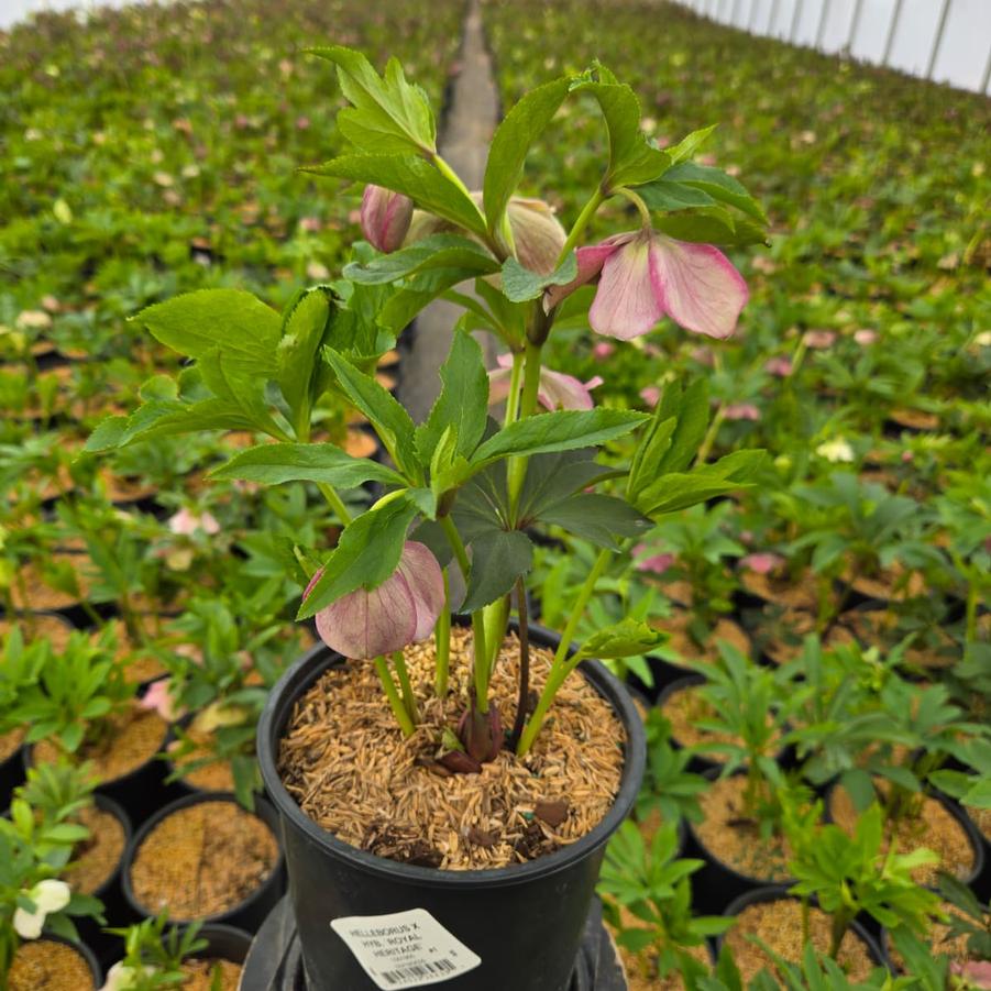 Helleborus x 'Royal Heritage'