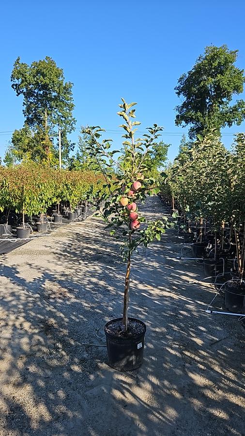 Malus X Fuji