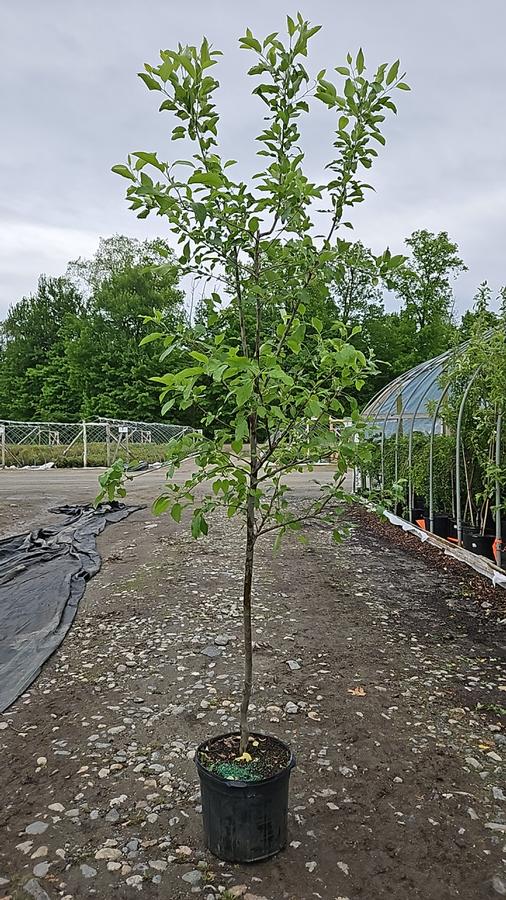 Malus x 'Royal Gala'