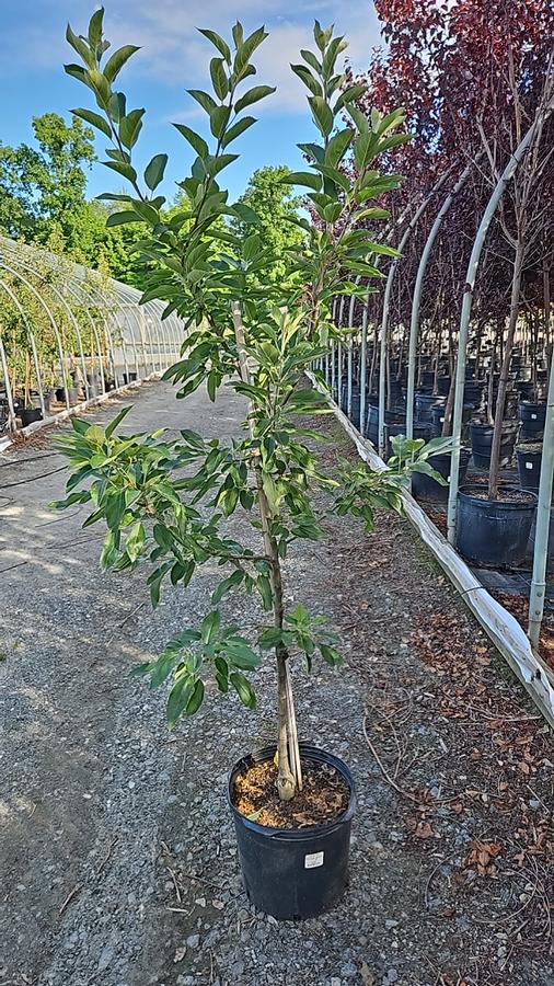 Malus x 'Red Delicious'