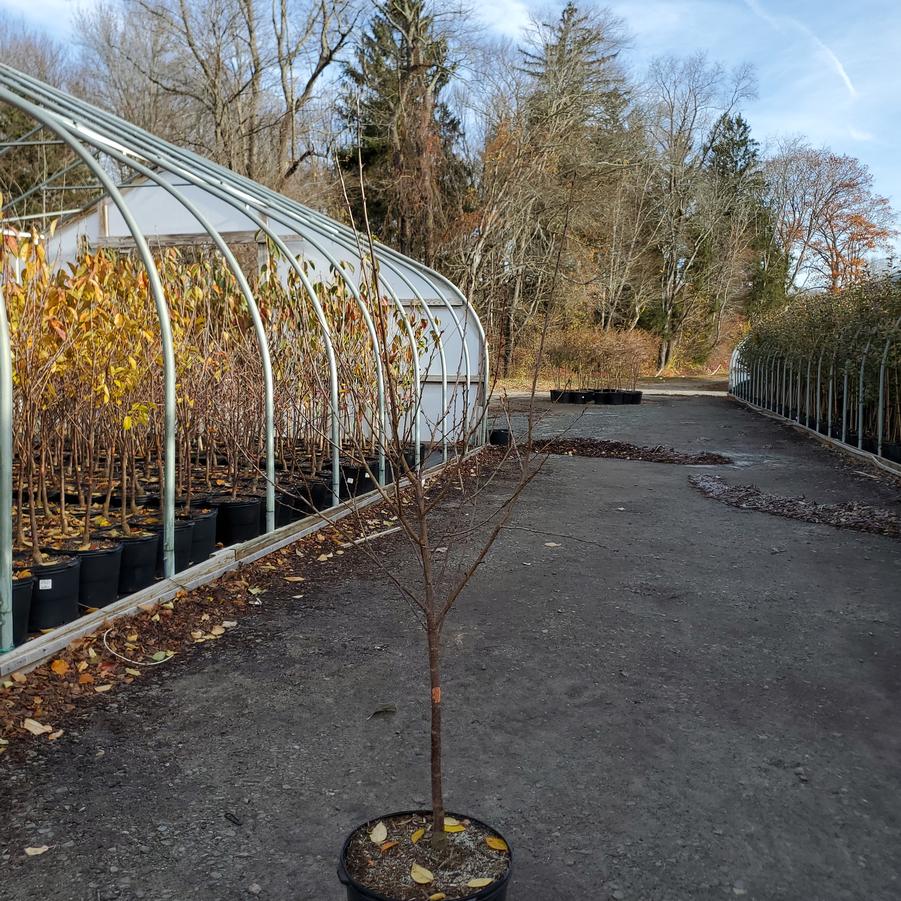Prunus X 'North Star'