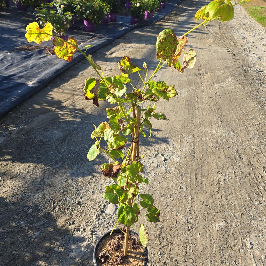 Vitis vinifera 'Lakemont'