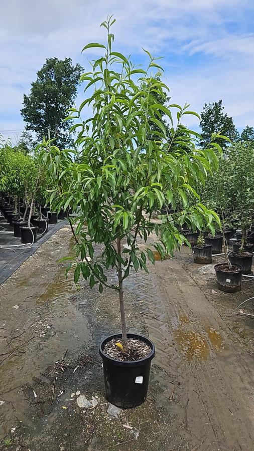 Prunus x 'Reliance'