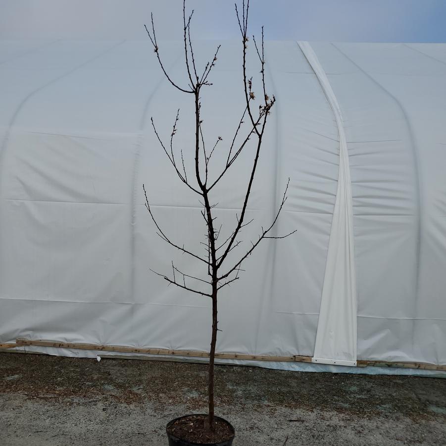 Prunus salicina 'Santa Rosa'