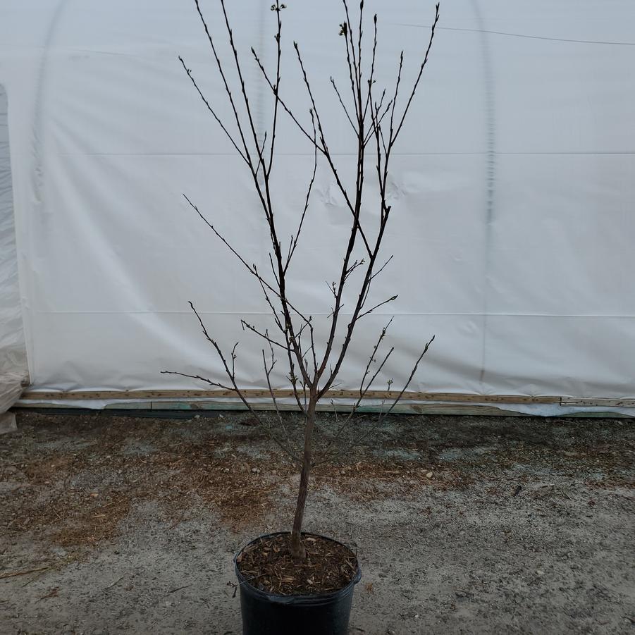 Prunus cerasifera 'Satsuma'