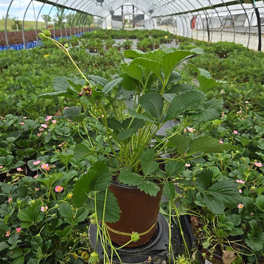 Strawberry 'Gasana'