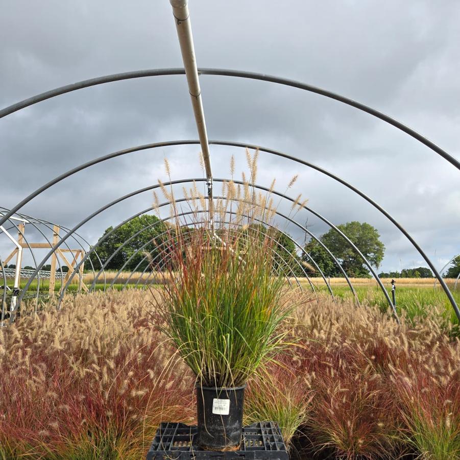 Pennisetum alopecuroides Burgundy Bunny